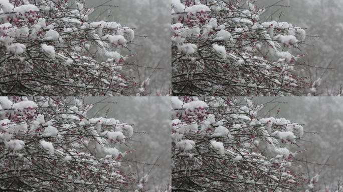 江南浙江白雪红梅梅花积雪融化春暖花开