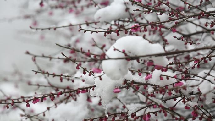 江南雪梅花冬天红梅积雪融化春暖花开