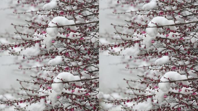 江南雪梅花冬天红梅积雪融化春暖花开