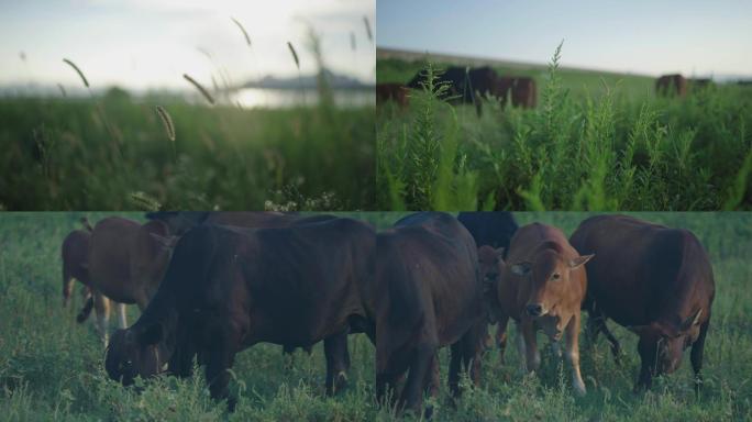 奶牛吃草 青草 大自然