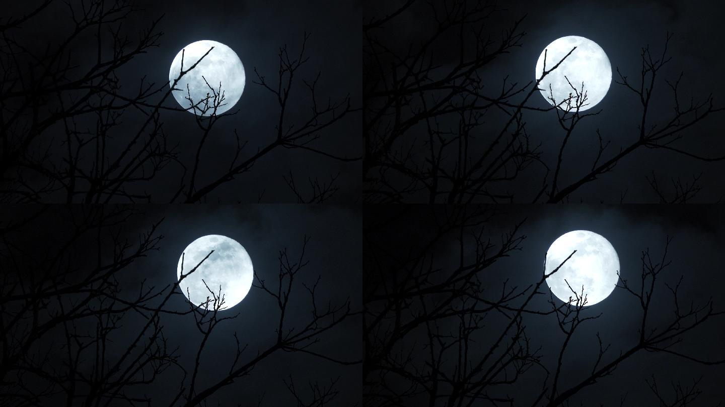 树枝后的满月月光明月皎洁中秋月圆月盘