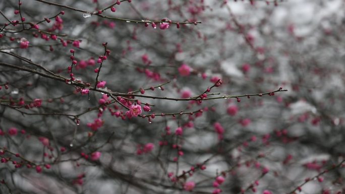 江南浙江冬天下雪梅花春天春暖花开红梅