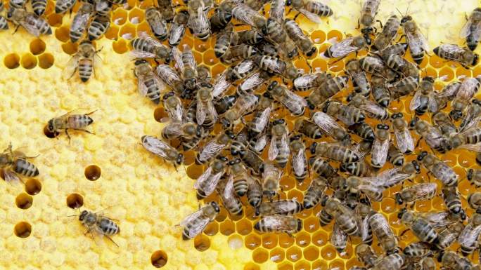 蜜蜂蜂窝采蜜酿蜜蜂群