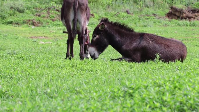 毛驴野驴在草原吃草