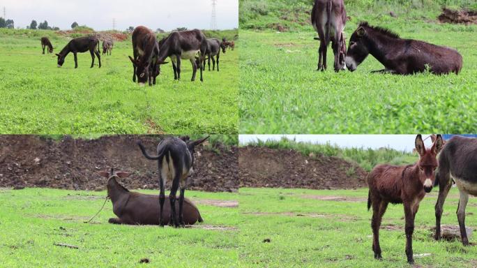 毛驴野驴在草原吃草