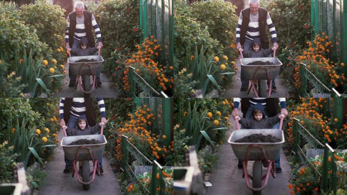 祖父和孙子骑着独轮车在花园里干活