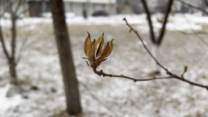 飘雪中敖立的花