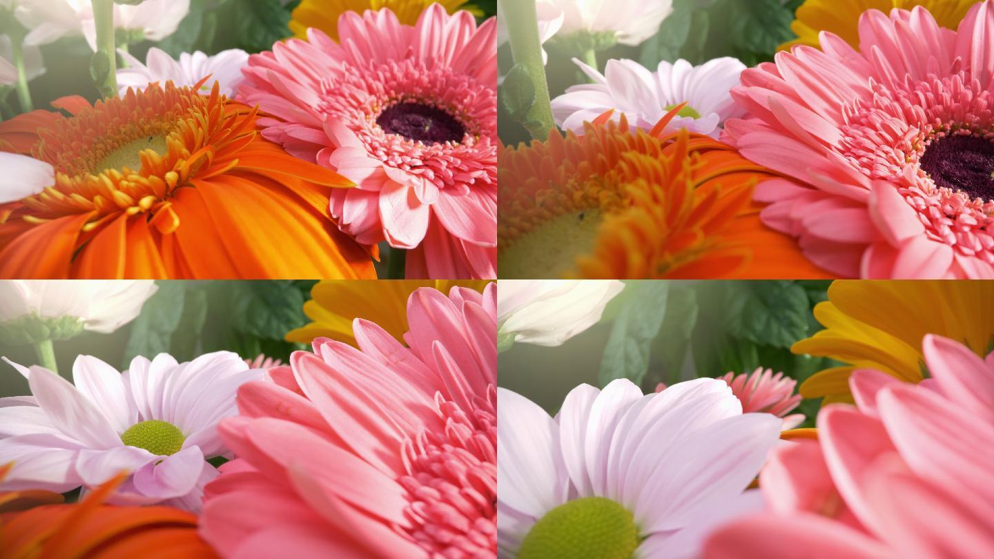 鲜艳的花朵微距花朵4K高清视频菊花盛开