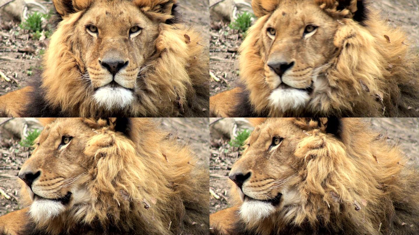 狮子休息视频素材