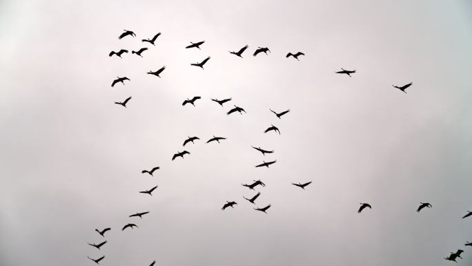 候鸟湿地湖泊鸟类生态环境保护野生动物