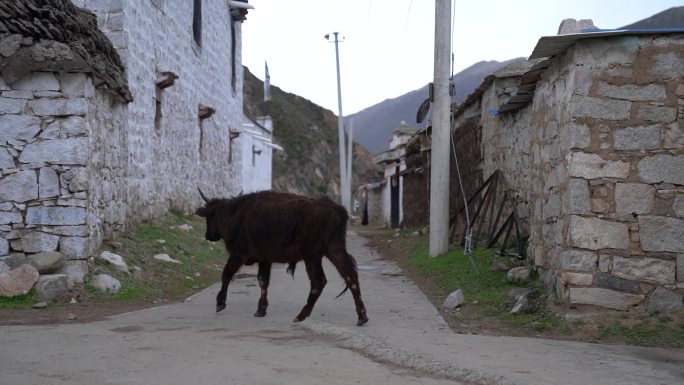实拍西藏乡村牦牛行走