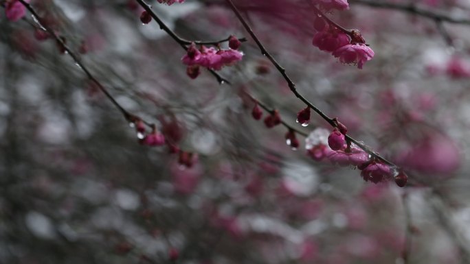 江南浙江冬天雪梅园梅花红梅春天积雪融化