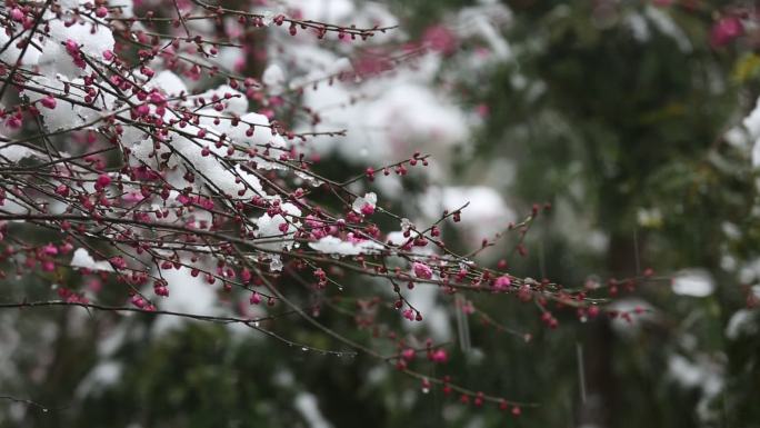 江南浙江冬天雪梅花梅园红梅春天积雪融化