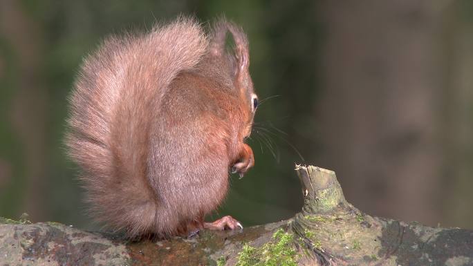 一只红松鼠坐在木头上吃榛子