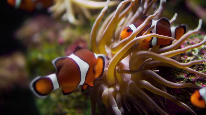 小丑鱼水族馆珊瑚游鱼