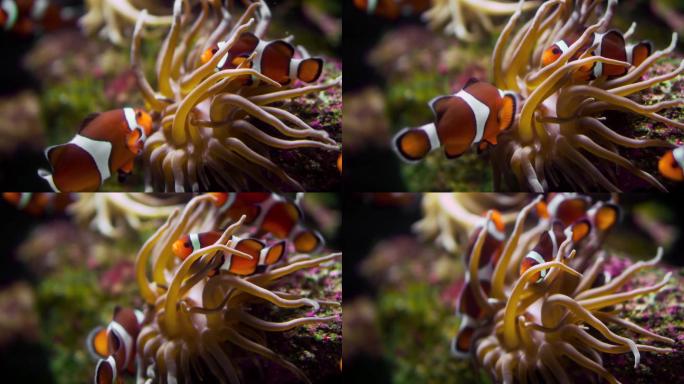 小丑鱼水族馆珊瑚游鱼