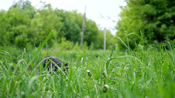 草丛里奔跑的小猫草地黑猫长尾