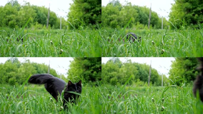 草丛里奔跑的小猫草地黑猫长尾