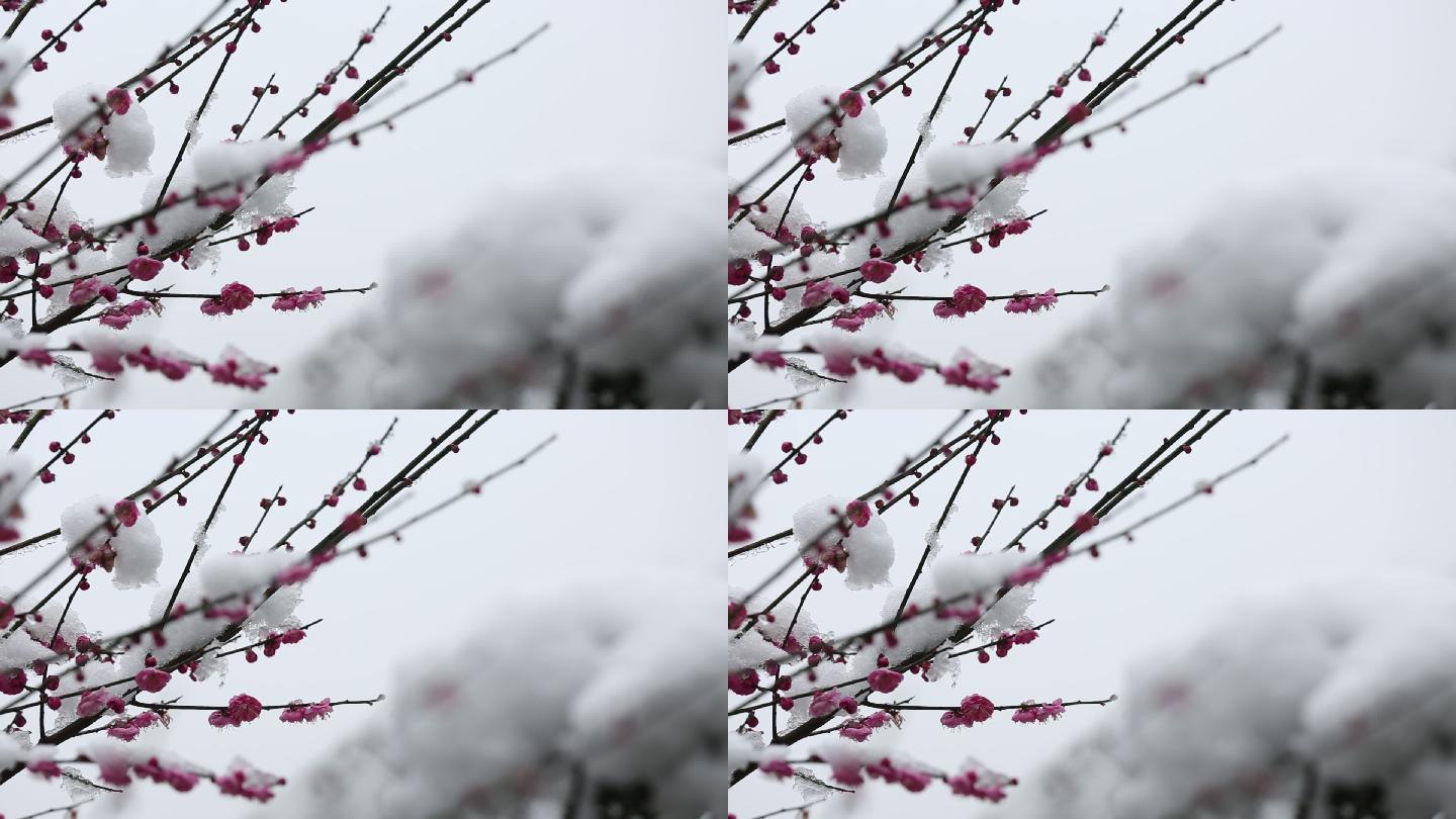 江南浙江绍兴冬天春天梅花红梅积雪融化雪梅