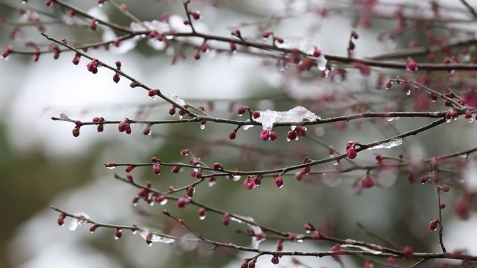 江南浙江冬天春天下雪积雪融化梅花红梅雪