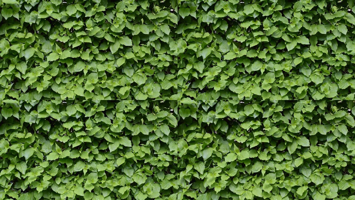 绿叶挂在墙上。植物空镜长春藤空镜
