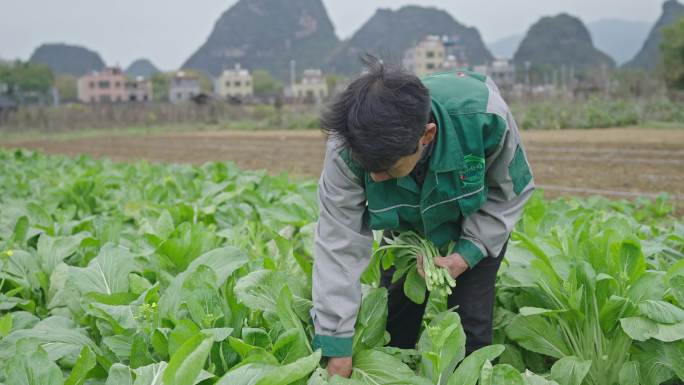 4K农民摘菜拔萝卜