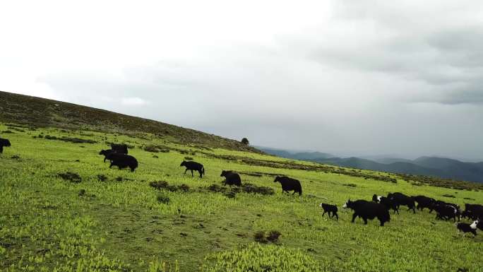草原 牦牛 奔跑的牦牛