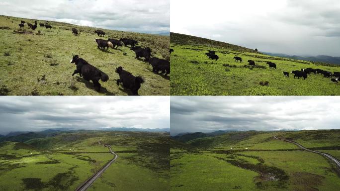 草原 牦牛 奔跑的牦牛