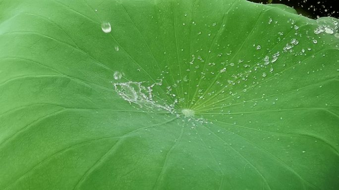 荷叶水珠 水花不沾水