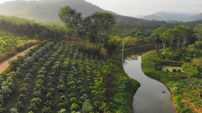 罗布斯塔咖啡种植园