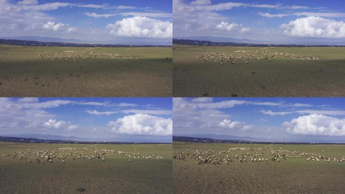 【正版原创】晴天蓝天下光伏发电场的羊群