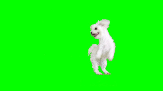 白色宠物狗抠像通道