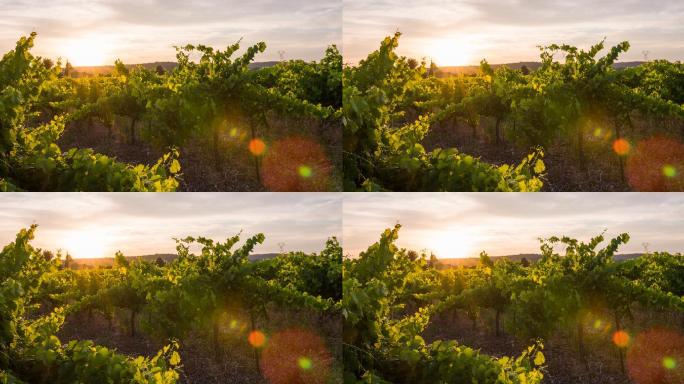 日落时的葡萄园葡萄种植园新疆葡萄
