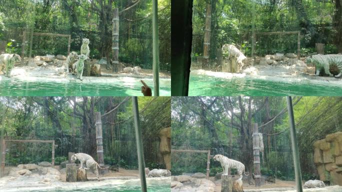 广州动物园狮子表演实拍