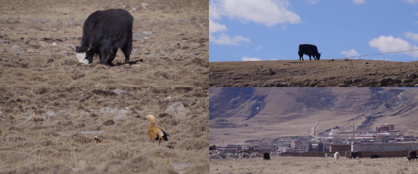 【原创视频】冬季高原牦牛和鸟