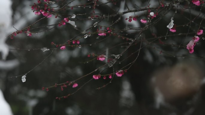 江南冬天梅园红梅白雪春暖花开积雪融化