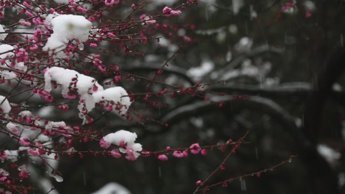 江南冬天梅园红梅白雪春暖花开