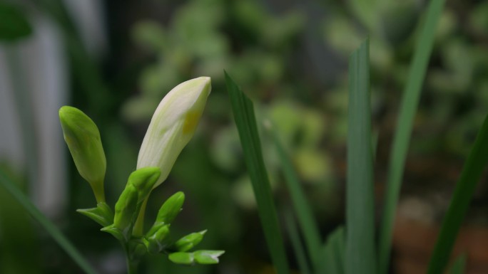 香雪兰 花开延时摄影 小苍兰