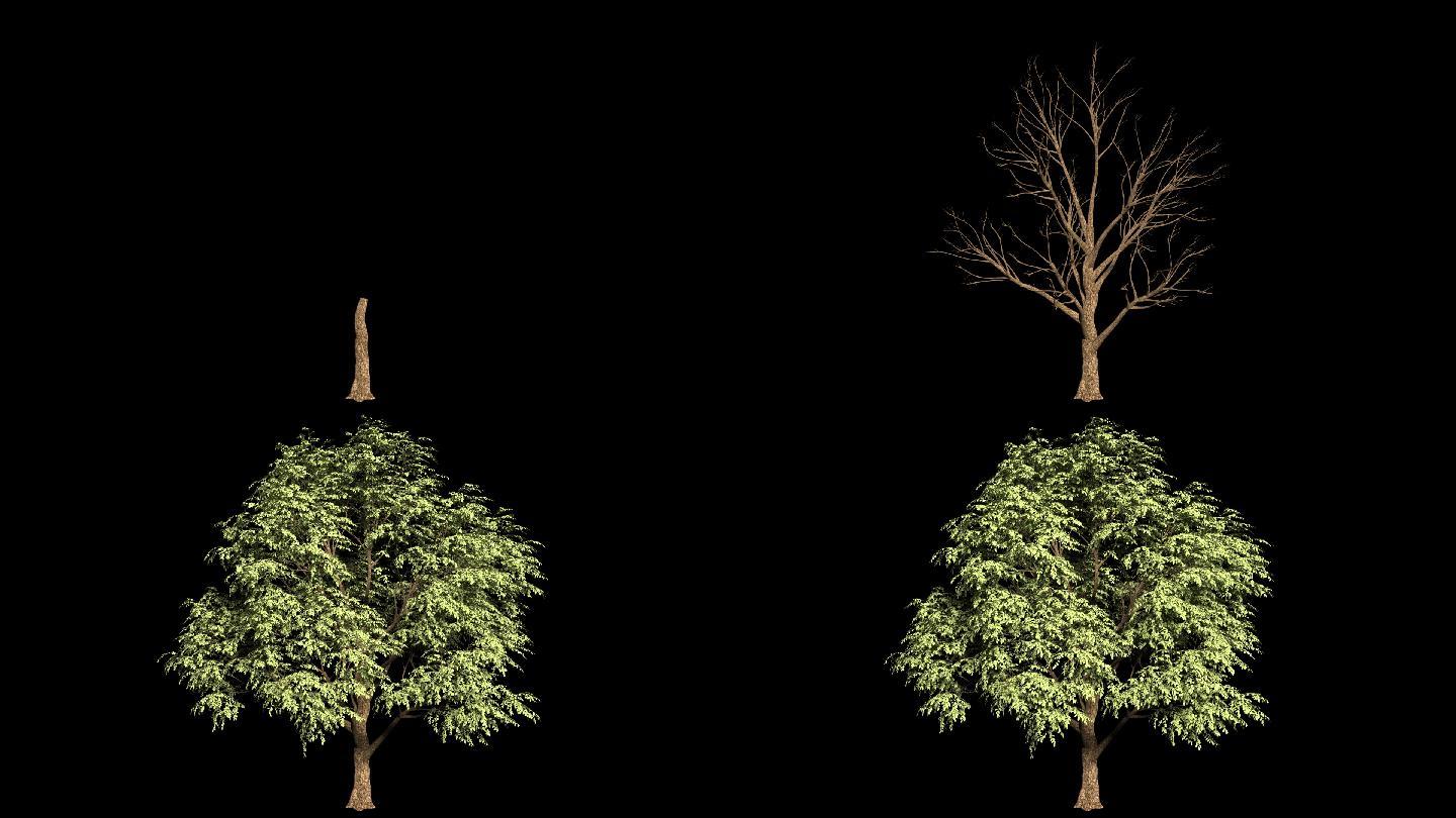 带alpha透明通道背景可换树木生长视频