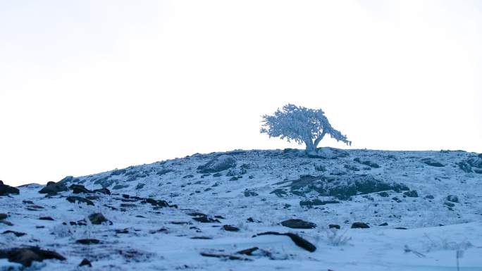 雪后山顶孤独的树