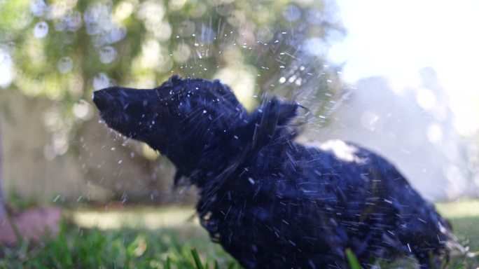 长毛达克斯猎犬湿漉漉甩干身上的水渍黑色狗