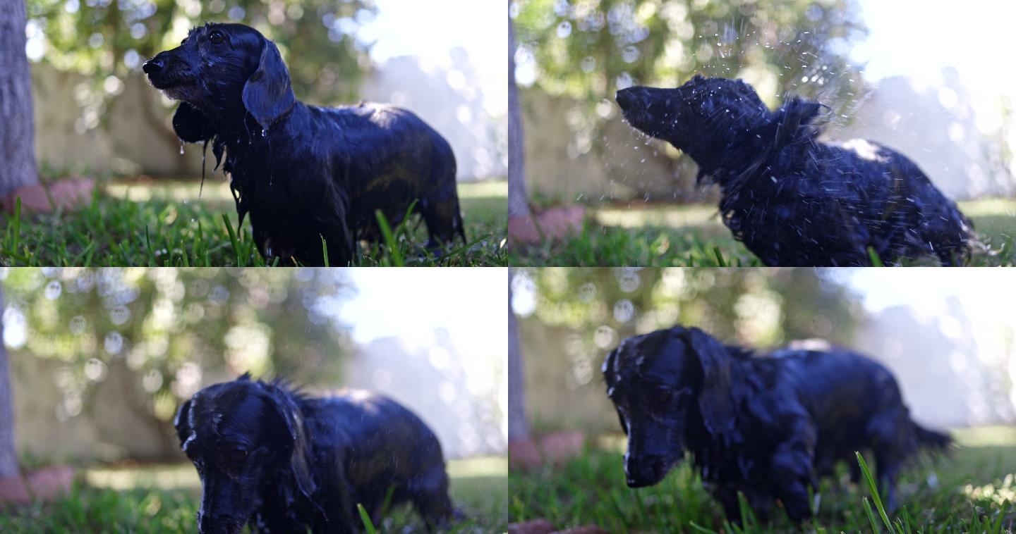 长毛达克斯猎犬湿漉漉甩干身上的水渍黑色狗