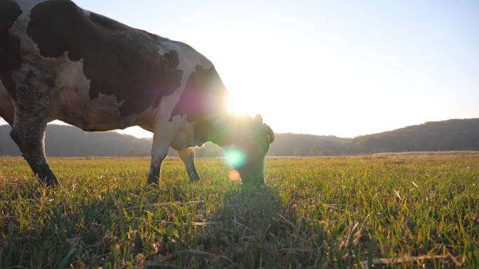 奶牛站在田野里吃草