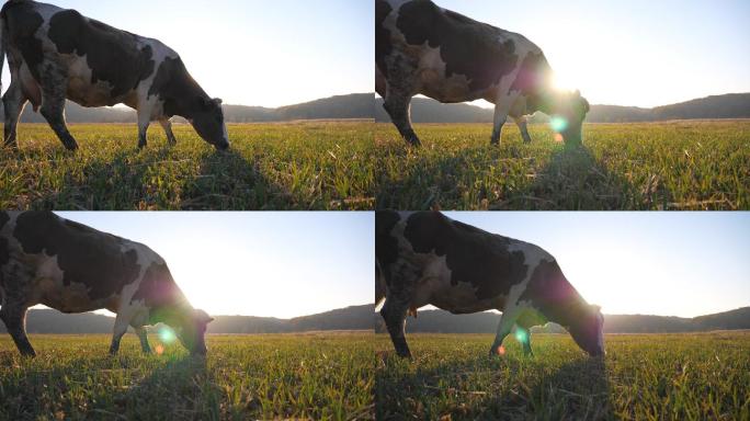 奶牛站在田野里吃草