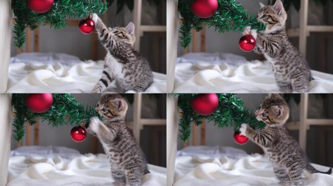 小猫玩圣诞红球小奶猫