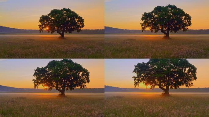 日出时的美景树木背景夕阳日落一颗