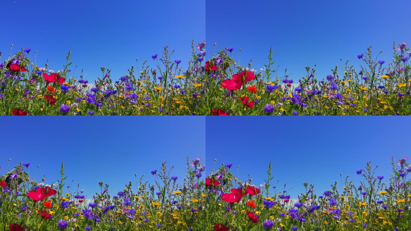 夏季盛开的野花春暖花开花田花海万紫千红