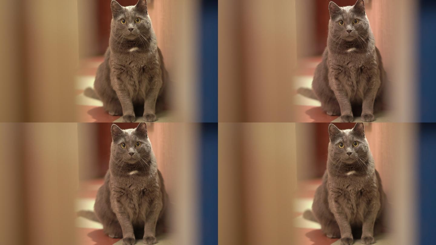 家养灰猫睁大眼睛看着门口
