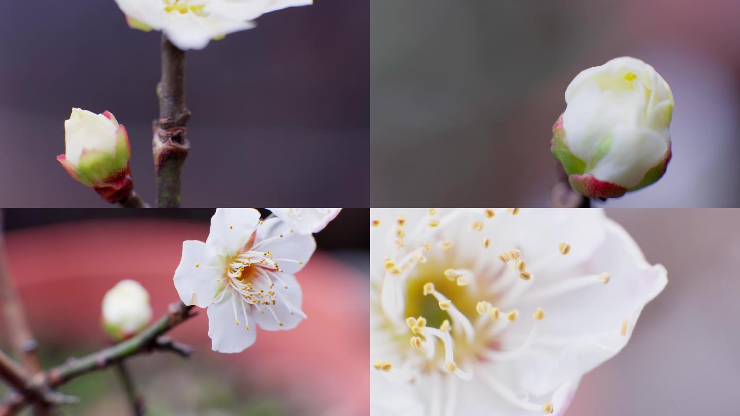 白梅花特写微距