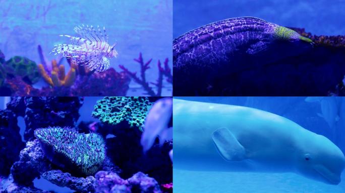 海洋馆海底世界海洋生物白鲸